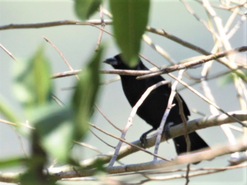 White-lined Tanager - ML297879861