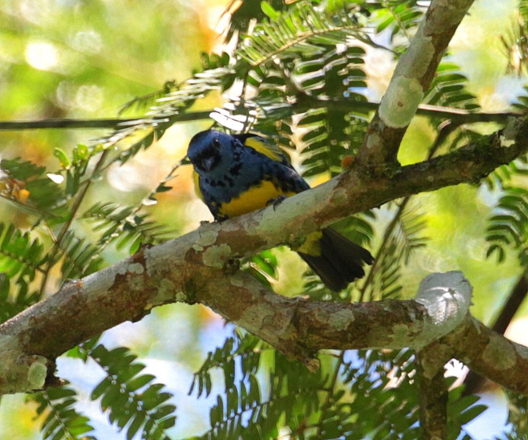 Turquoise Tanager - ML297880031