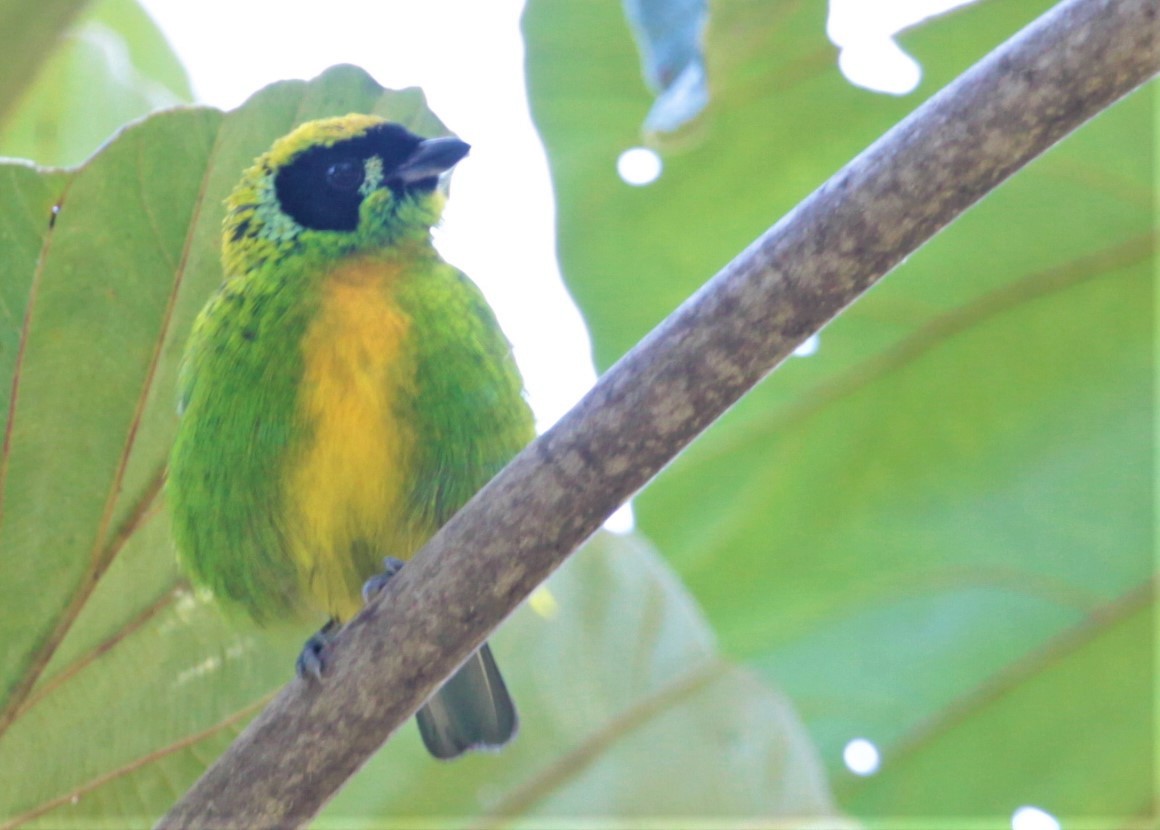 Green-and-gold Tanager - ML297880211