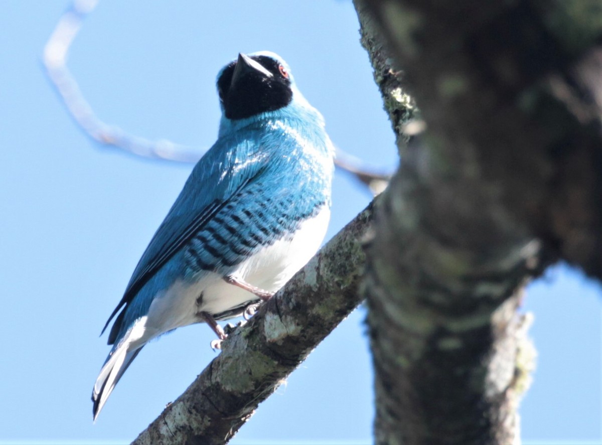 Swallow Tanager - ML297880331