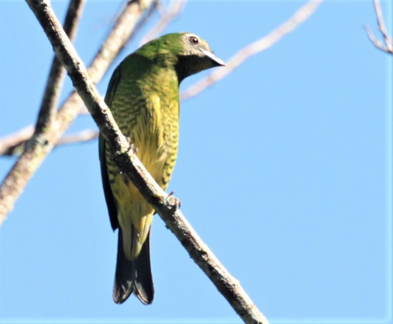 Swallow Tanager - ML297880351