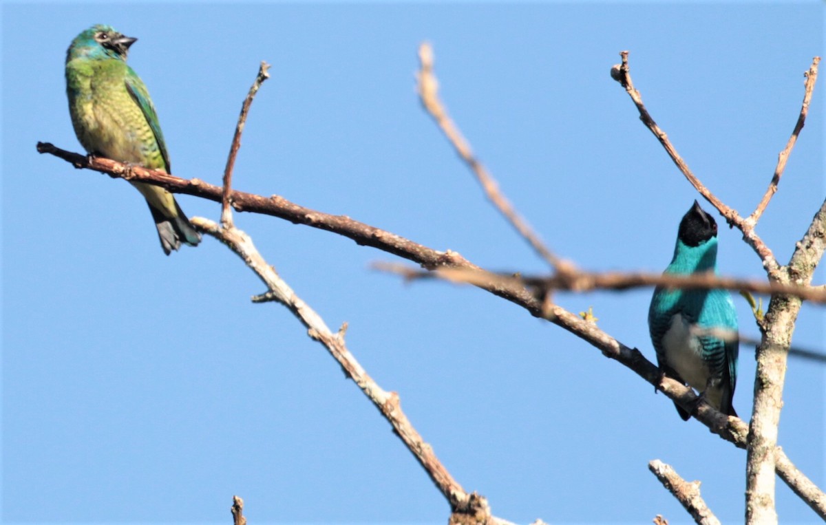 Swallow Tanager - ML297880411