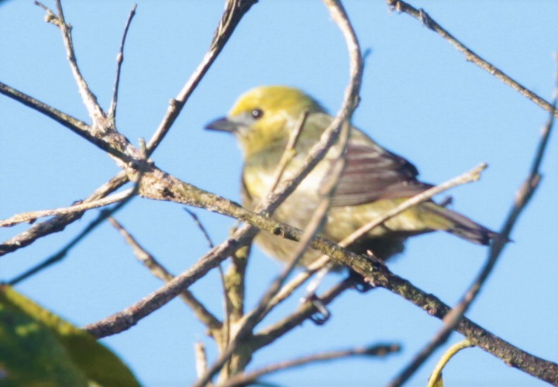 Palm Tanager - ML297880541