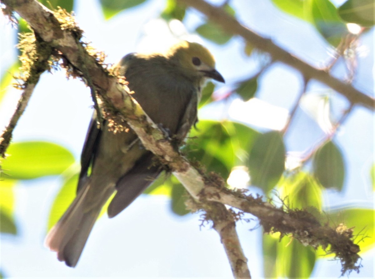 Palm Tanager - ML297880591