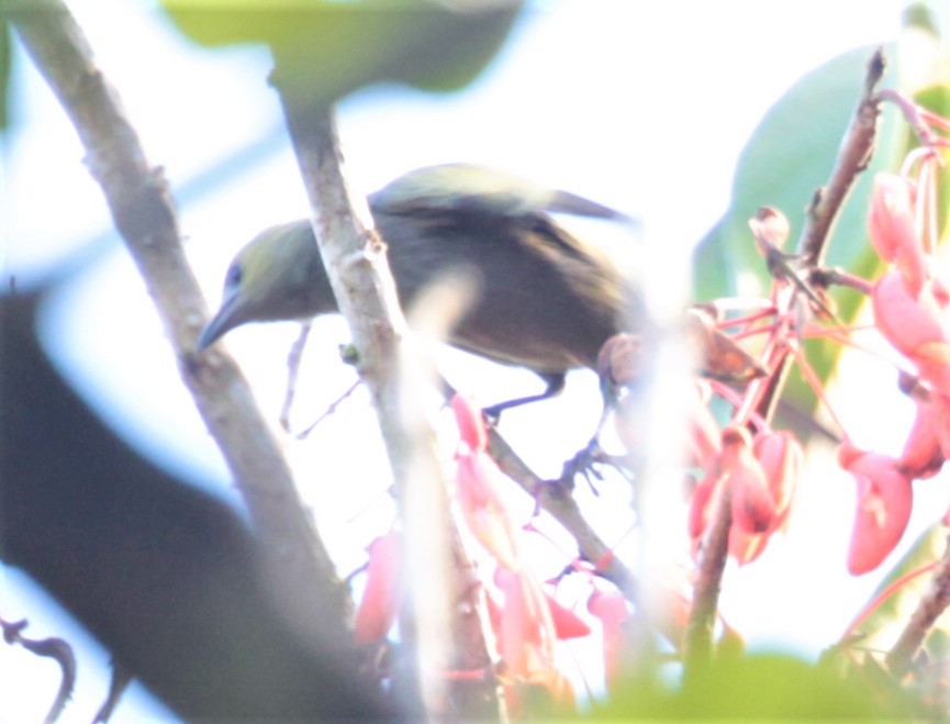 Palm Tanager - ML297880661