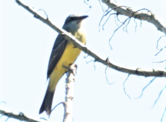 Tropical Kingbird - ML297880841