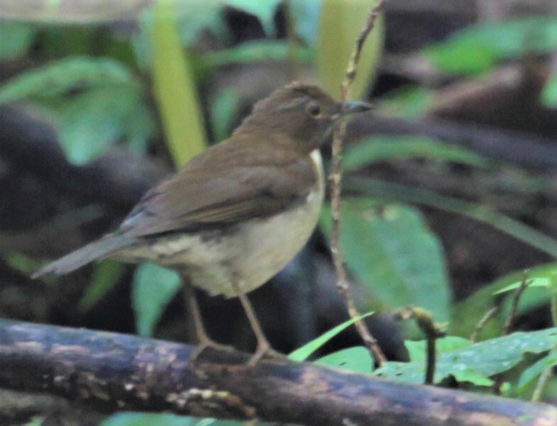 White-necked Thrush (Gray-flanked) - ML297880981