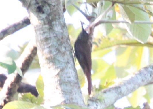 Olive-backed Woodcreeper - ML297881051