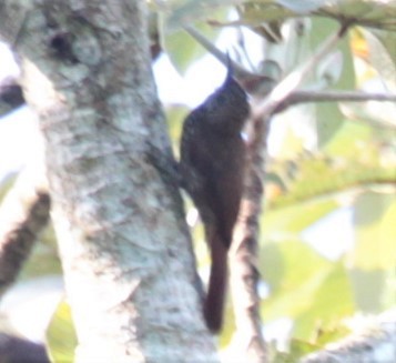 Olive-backed Woodcreeper - ML297881061
