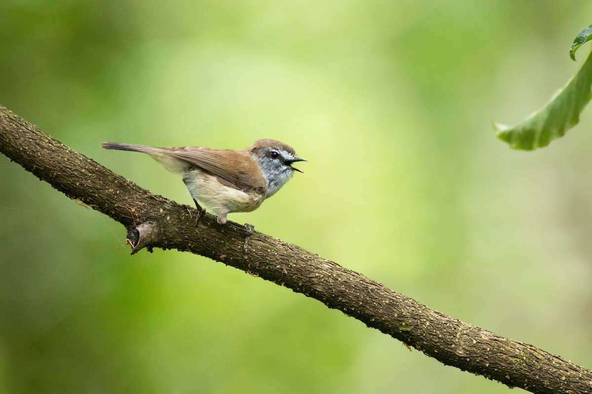 Brown Gerygone - ML297881091