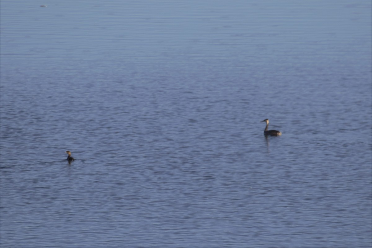 Pied-billed Grebe - ML297882251