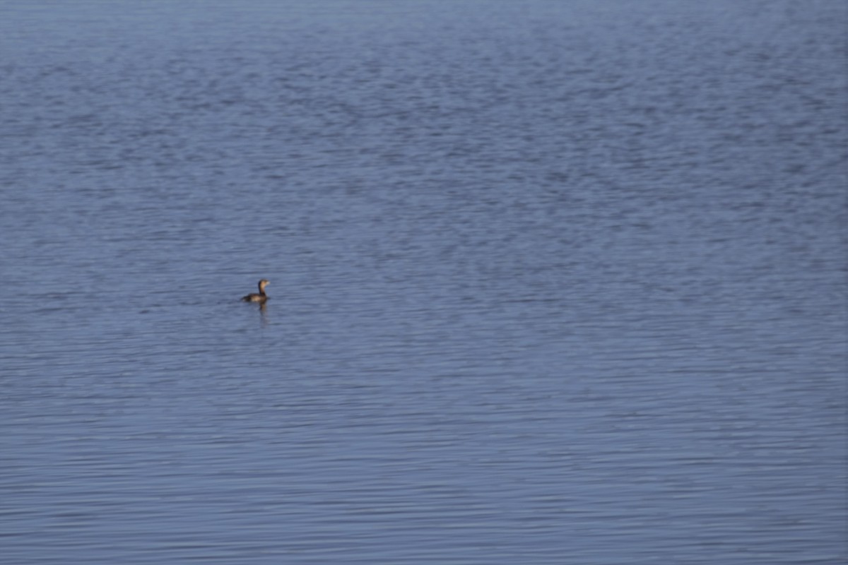 Pied-billed Grebe - ML297882261