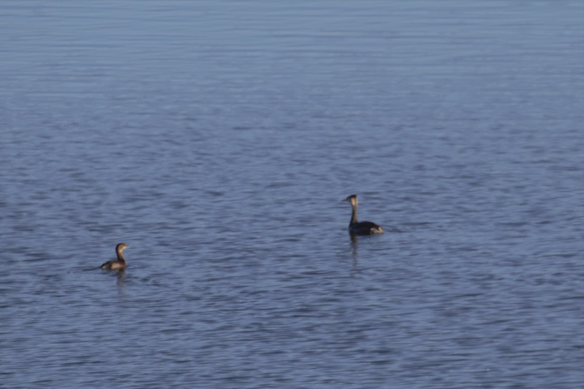 Pied-billed Grebe - ML297882271