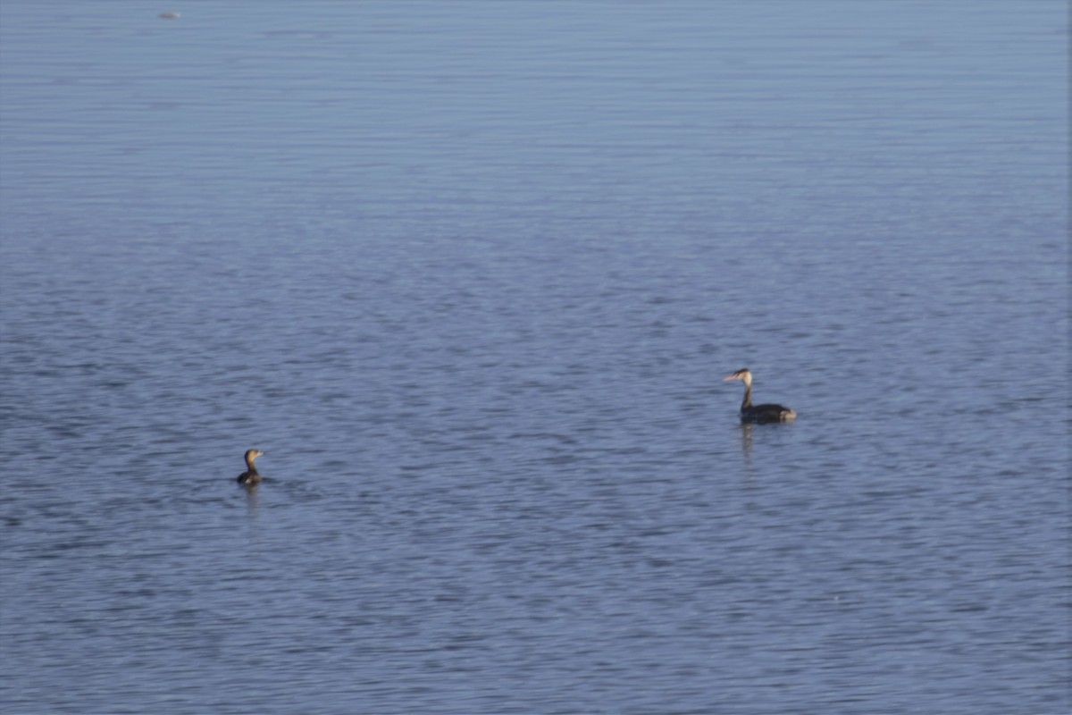 Pied-billed Grebe - ML297882281