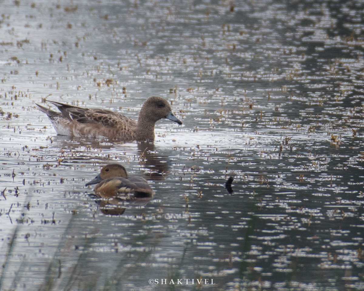 Eurasian Wigeon - ML297883011