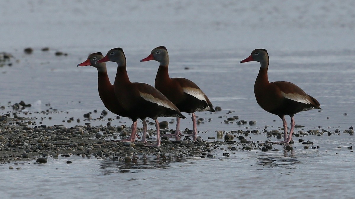 Black-bellied Whistling-Duck - Richard Clifton