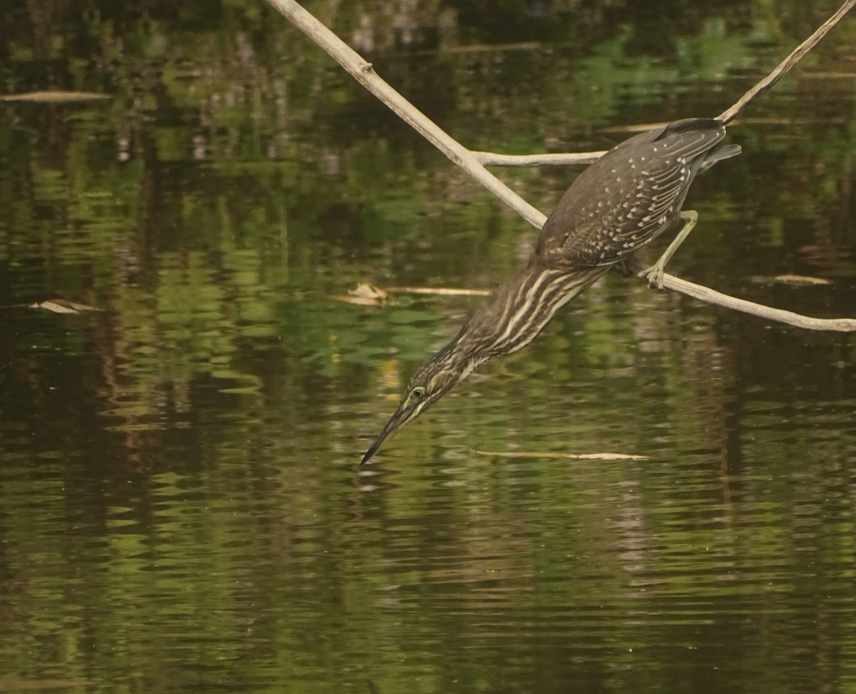 Striated Heron - ML297891191