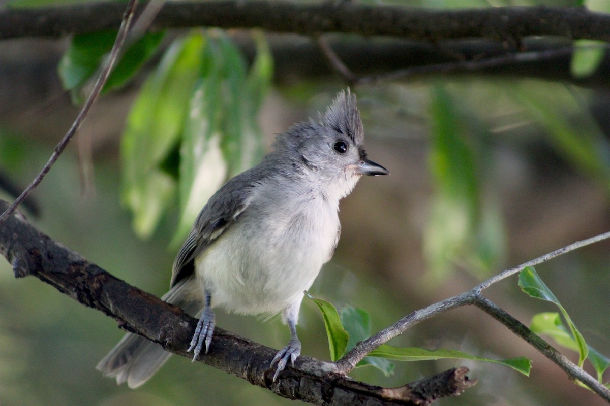 Tufted Titmouse - Marie Chappell