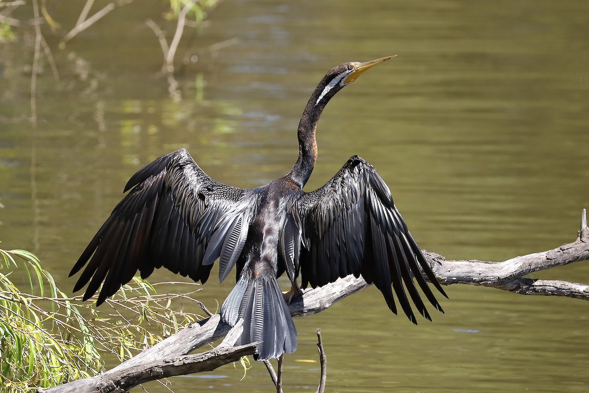 Australasian Darter - Deb & Rod R