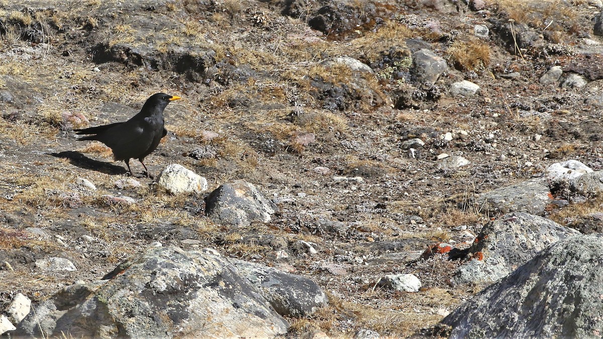 Yellow-billed Chough - Diptesh Ghosh Roy