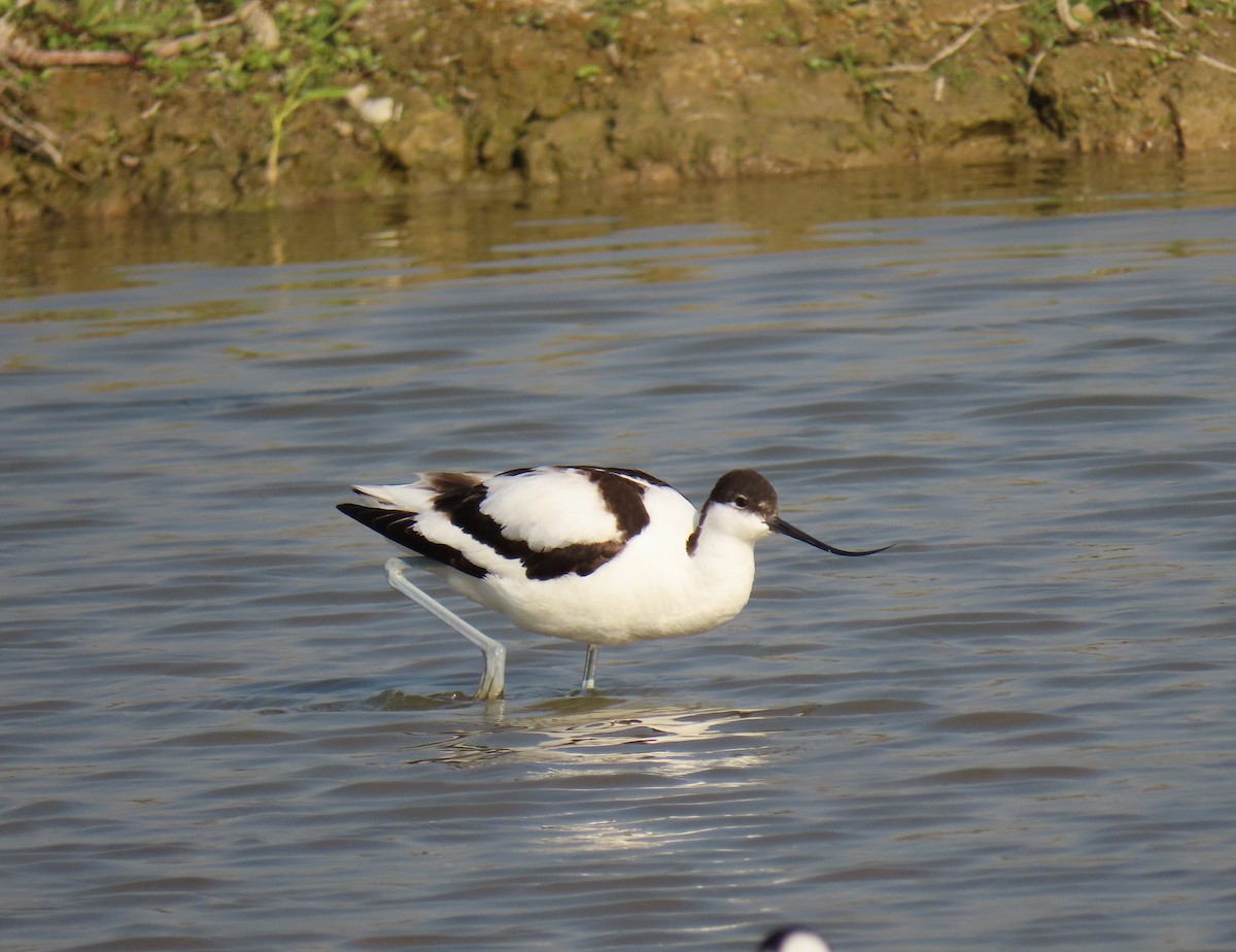 Avocette élégante - ML297893141