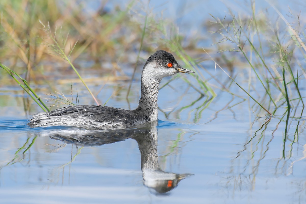 Eared Grebe - Natthaphat Chotjuckdikul