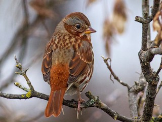 Adult (Red) - Fox Sparrow (Red)