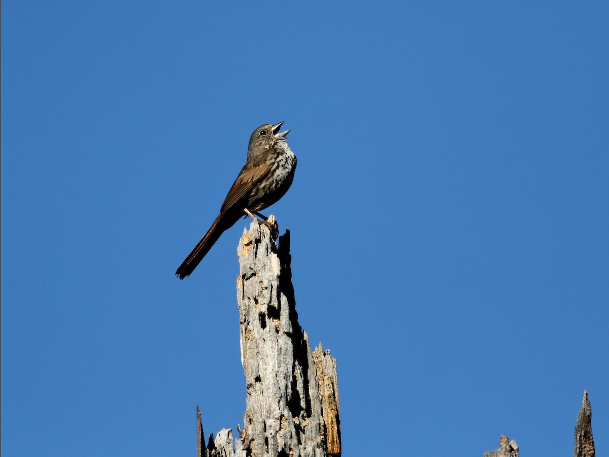 Adult (Thick-billed)