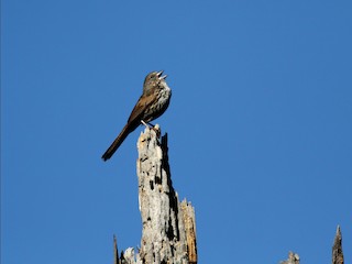 Adult (Thick-billed) - Fox Sparrow (Thick-billed)