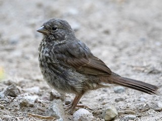 Juvenile (Sooty) - Fox Sparrow