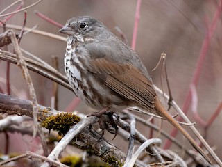 Adult (Slate-colored) - Fox Sparrow