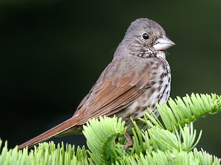 Adult (Thick-billed) - Fox Sparrow (Thick-billed)