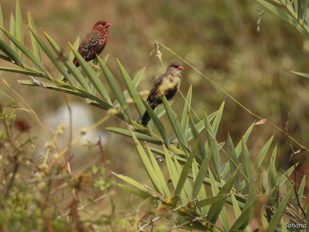 Red Avadavat - ML297894811