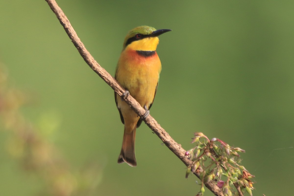 Little Bee-eater - ML297895121