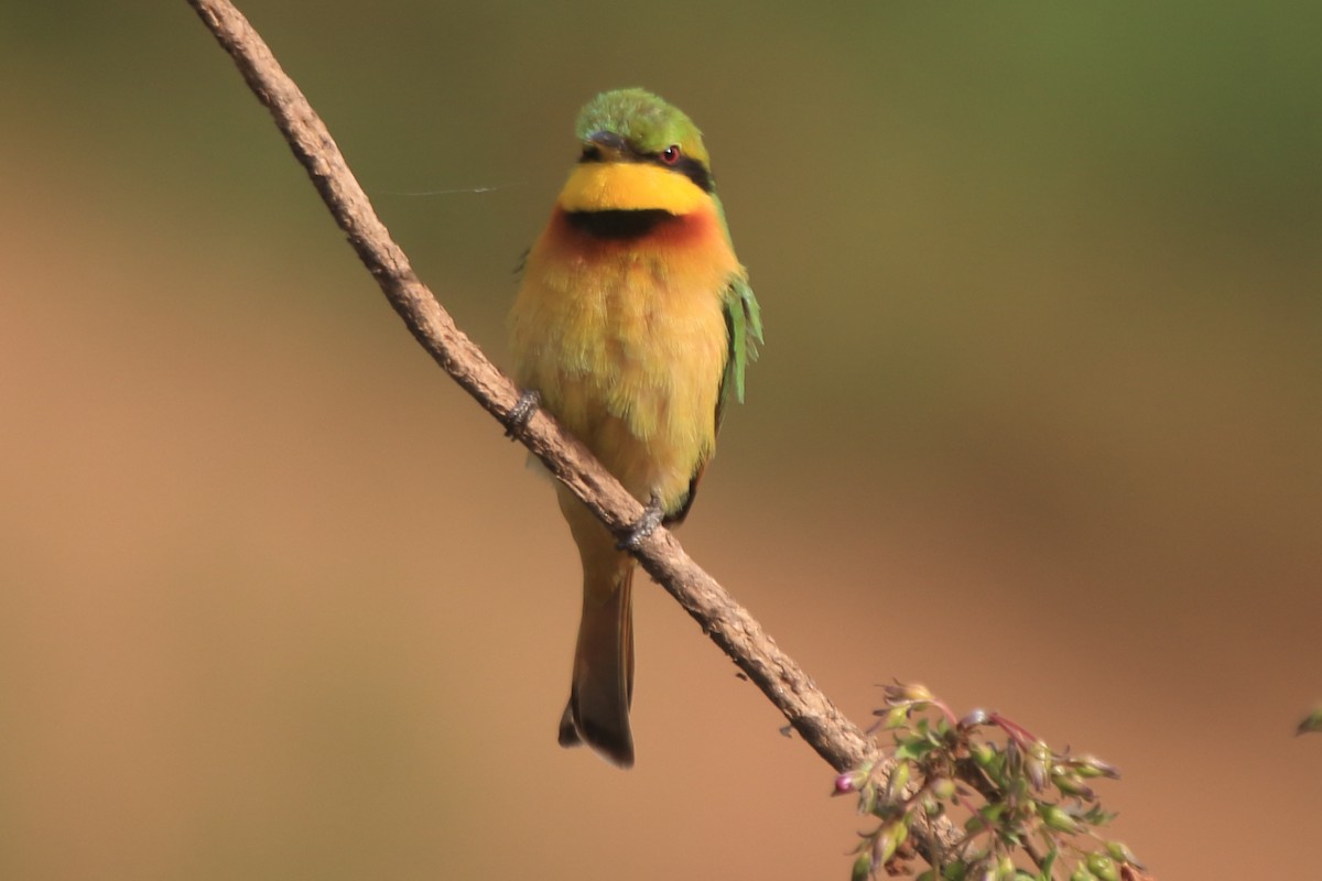 Little Bee-eater - ML297895151