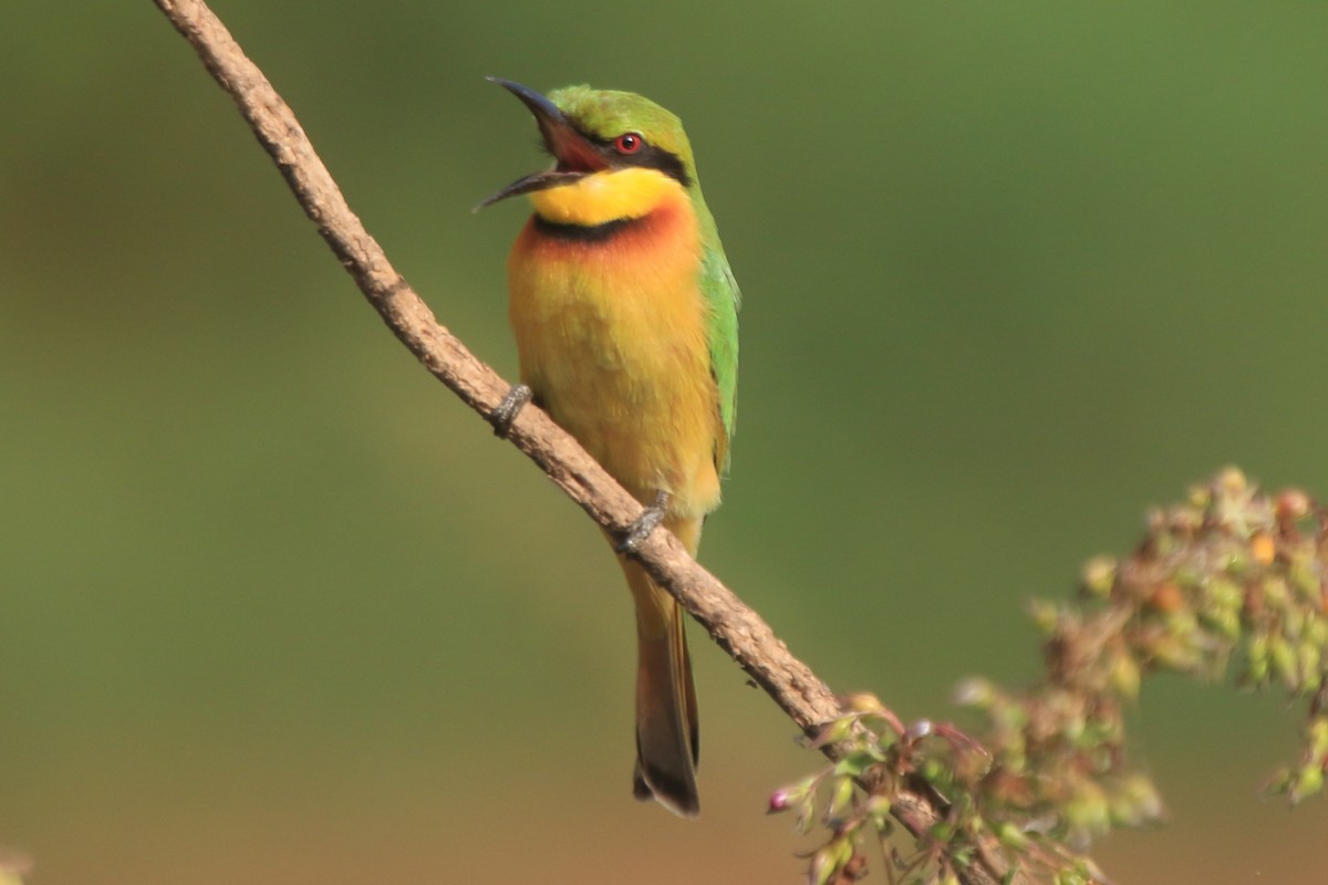 Little Bee-eater - ML297895161