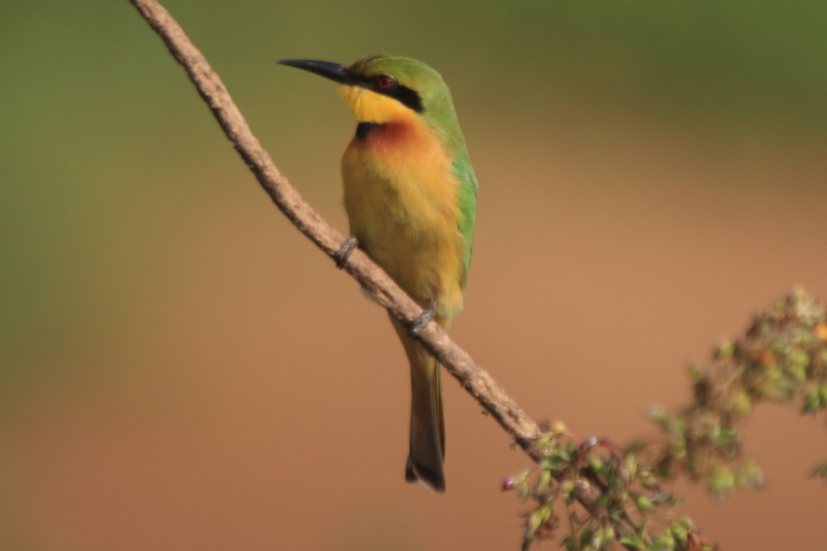 Little Bee-eater - ML297895171