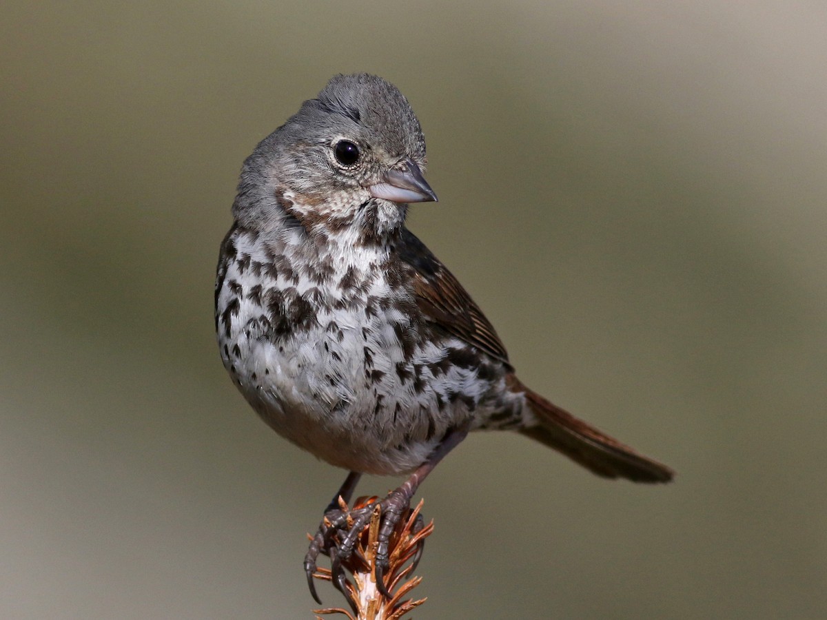 Adult (Slate-colored)