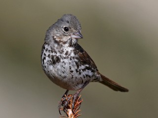 Adult (Slate-colored) - Fox Sparrow (Slate-colored)