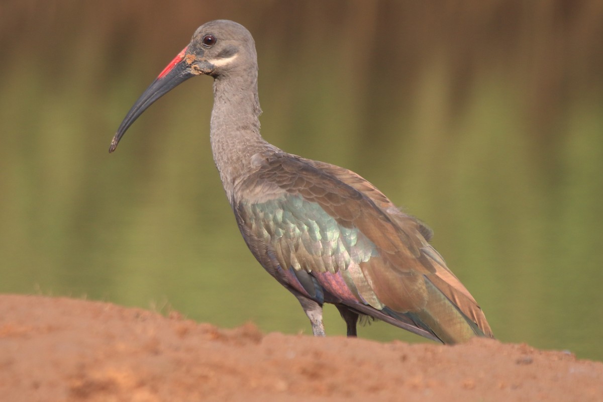 Hadada Ibis - ML297895501