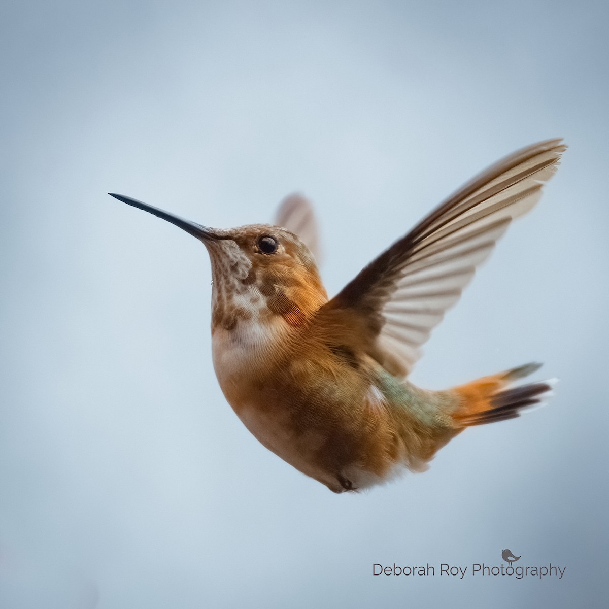 Rufous Hummingbird - Deborah Roy