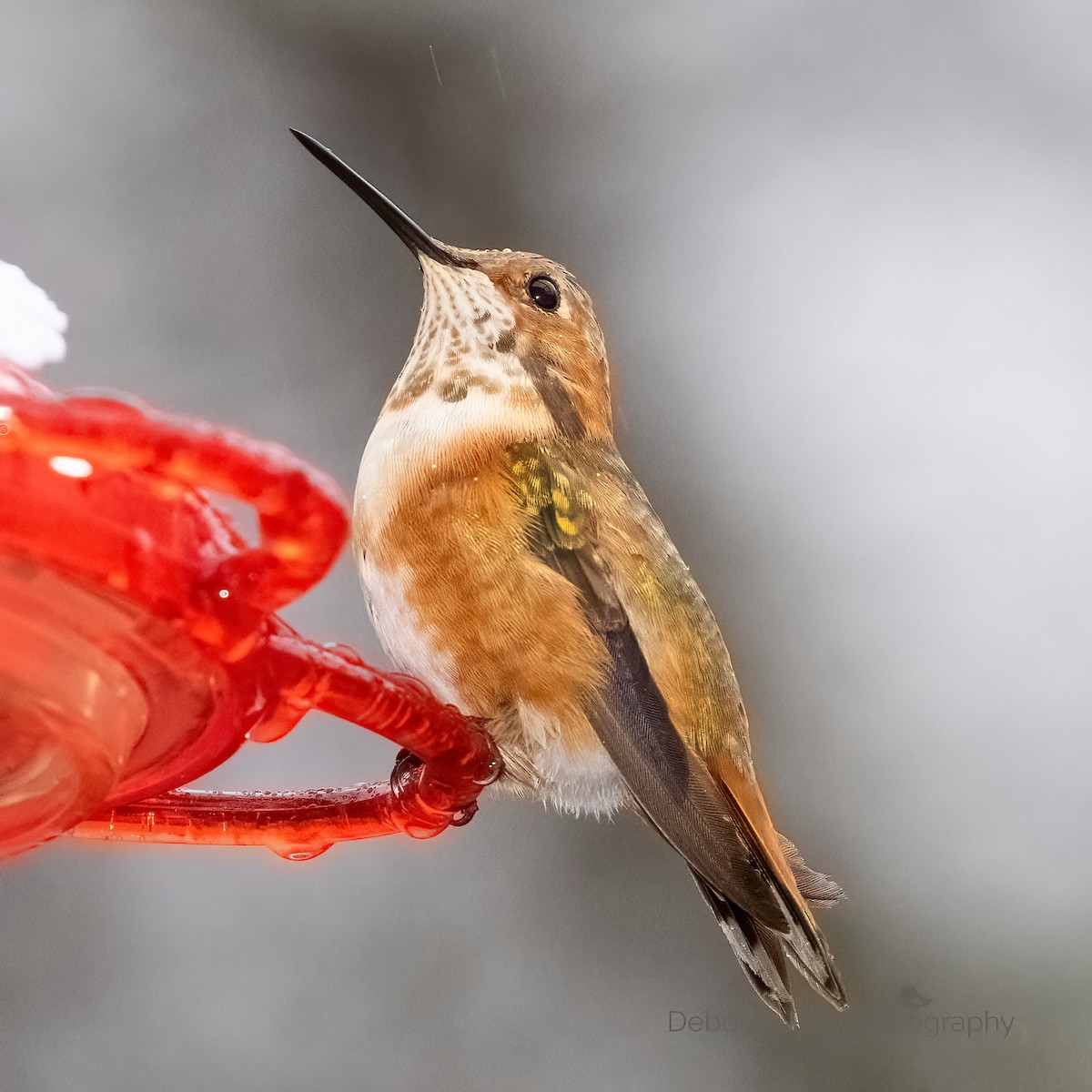 Rufous Hummingbird - ML297896121