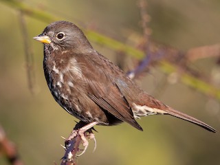 Adult (Sooty) - Fox Sparrow (Sooty)