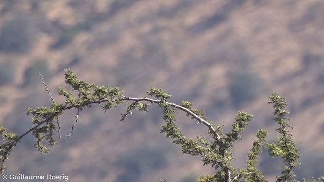 Spectacled Tyrant - ML297896801