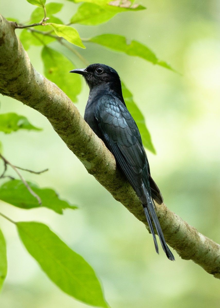 Square-tailed Drongo-Cuckoo - ML297897581