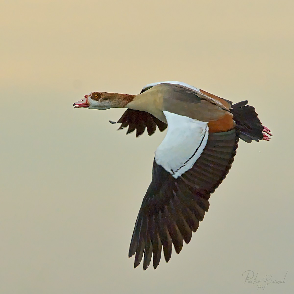 Egyptian Goose - Pedro Bernal