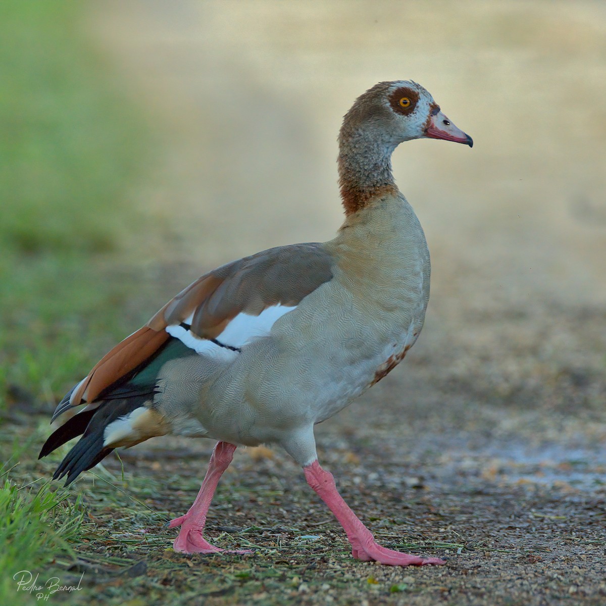 Egyptian Goose - Pedro Bernal