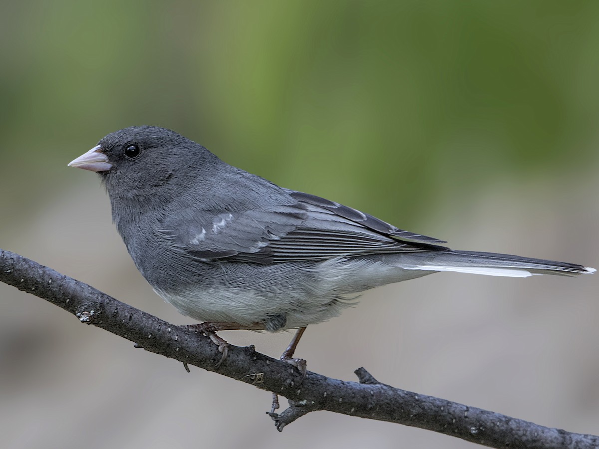 Adult male (White-winged)