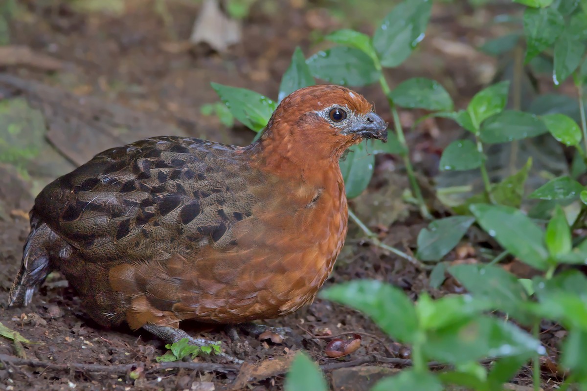 Chestnut Wood-Quail - Pedro Bernal
