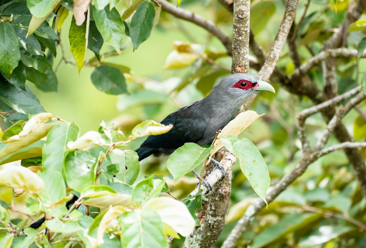 Green-billed Malkoha - ML297900881